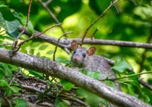 Expert Pest Management Solutions