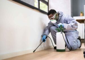 Combating Household Pests with Eco-Friendly Strategies