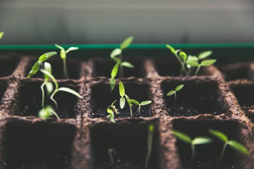 How to Start a Garden in an Apartment