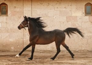 A Beginner’s Guide to Buying a Horse