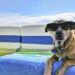 How to Keep Your Dog Healthy and Happy on Summer Vacations