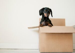 The Complete Guide to Moving Abroad with Pets