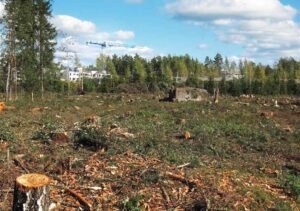 How to Know When to Clear Your Land