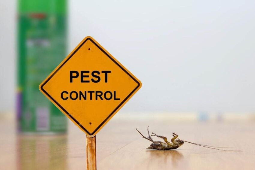 The Importance of Quick Response in Emergency Pest Control Situations