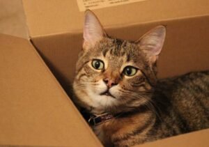 The Pros and Cons of Moving Abroad with Pets: Is It Worth It?