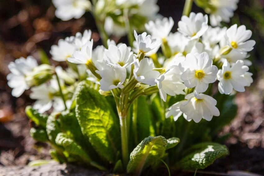 Nurturing Different Primrose Varieties: Sun, Shade, and Watering Tips