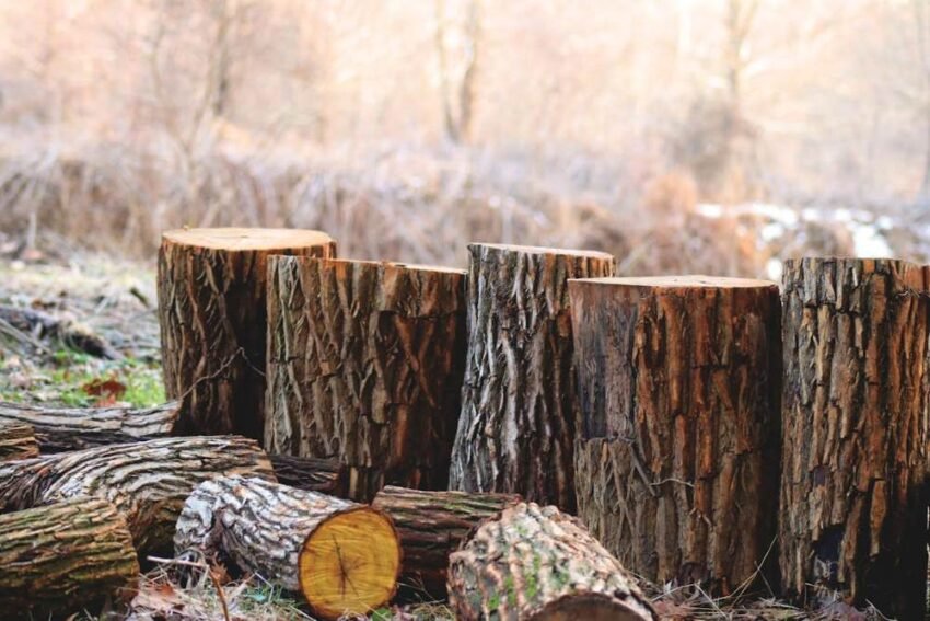 Signs You Might Need to Remove Trees from Your Large Backyard