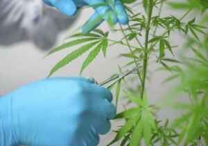 The Best Budget-Friendly THC-A Products on the Market