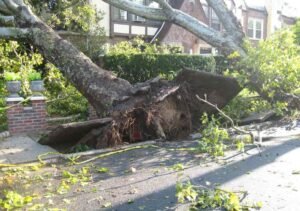 How to Properly Remove Downed Trees From Your Property