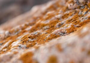 Mold vs Fungus: Understanding the Health Risks