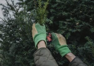 Shrub Maintenance