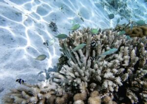 Torch Coral for Sale