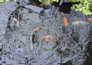 Add a Pond to Your Garden