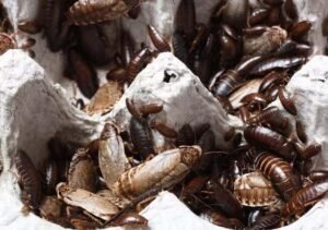 Pest Control for Business Health and Safety