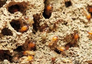 Best Treatment for Termites