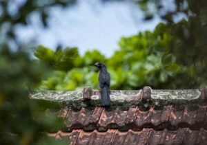 Before Replacing Your Roof