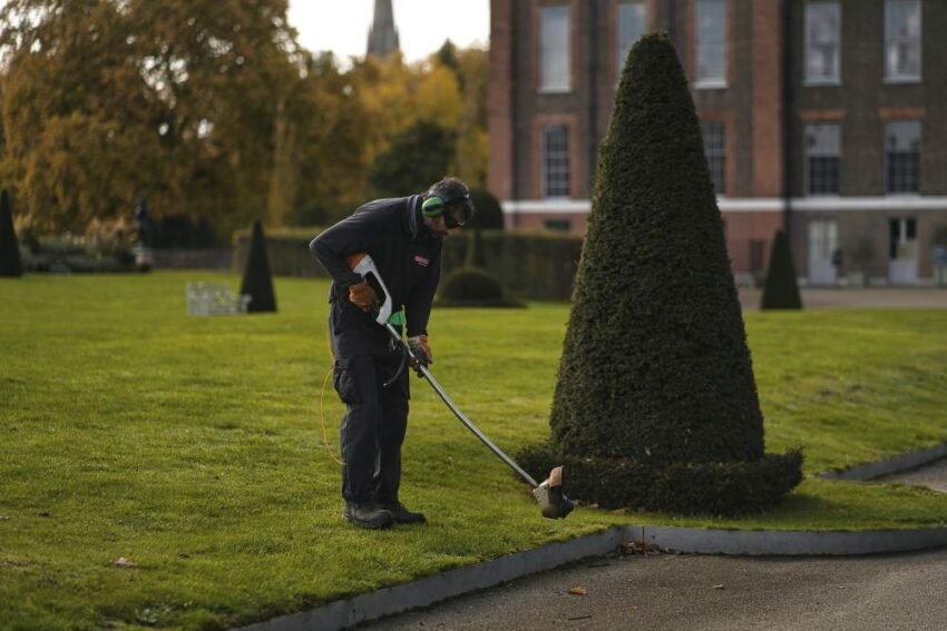 Safety Tips for Tree Trimmers