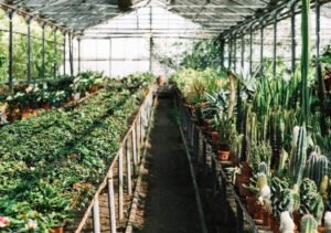 Investing in Commercial Greenhouses