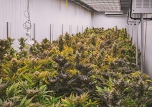 Enjoying Cannabis-based Products