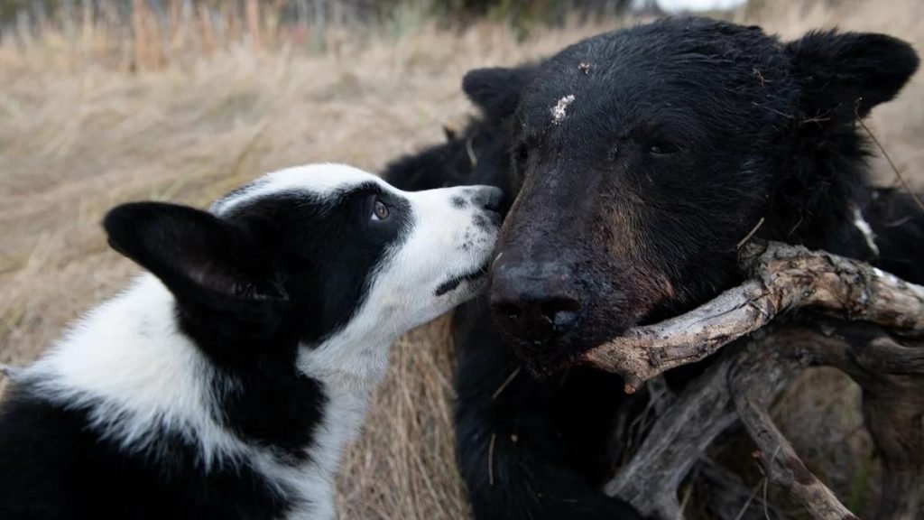 are dogs and bears related