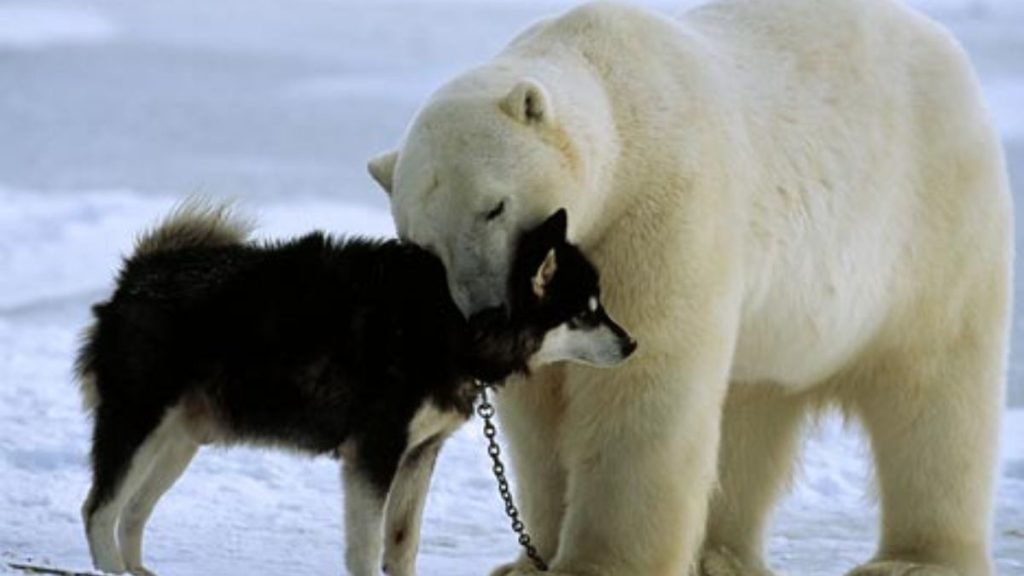 how closely related are bears and dogs