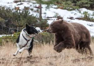 are bears and dogs related