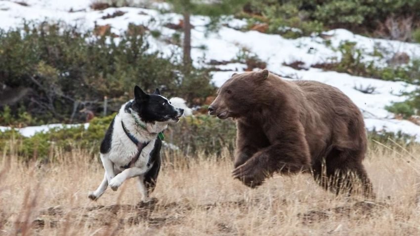 are bears and dogs related