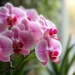 artificial orchids arranged to mimic natural flowers realistic appearance